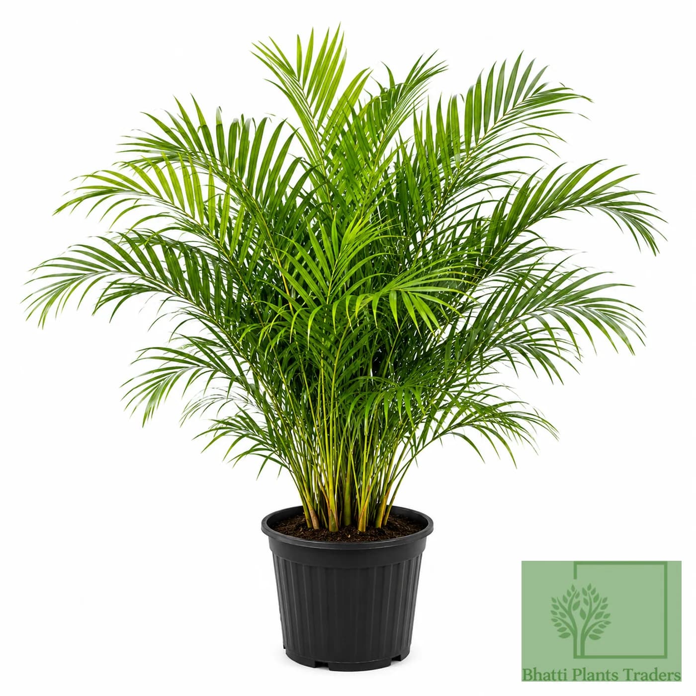 Areca Palm