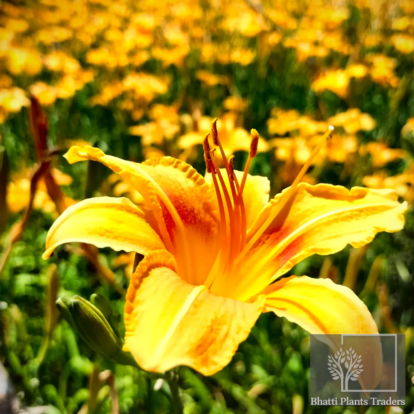 Day Lily