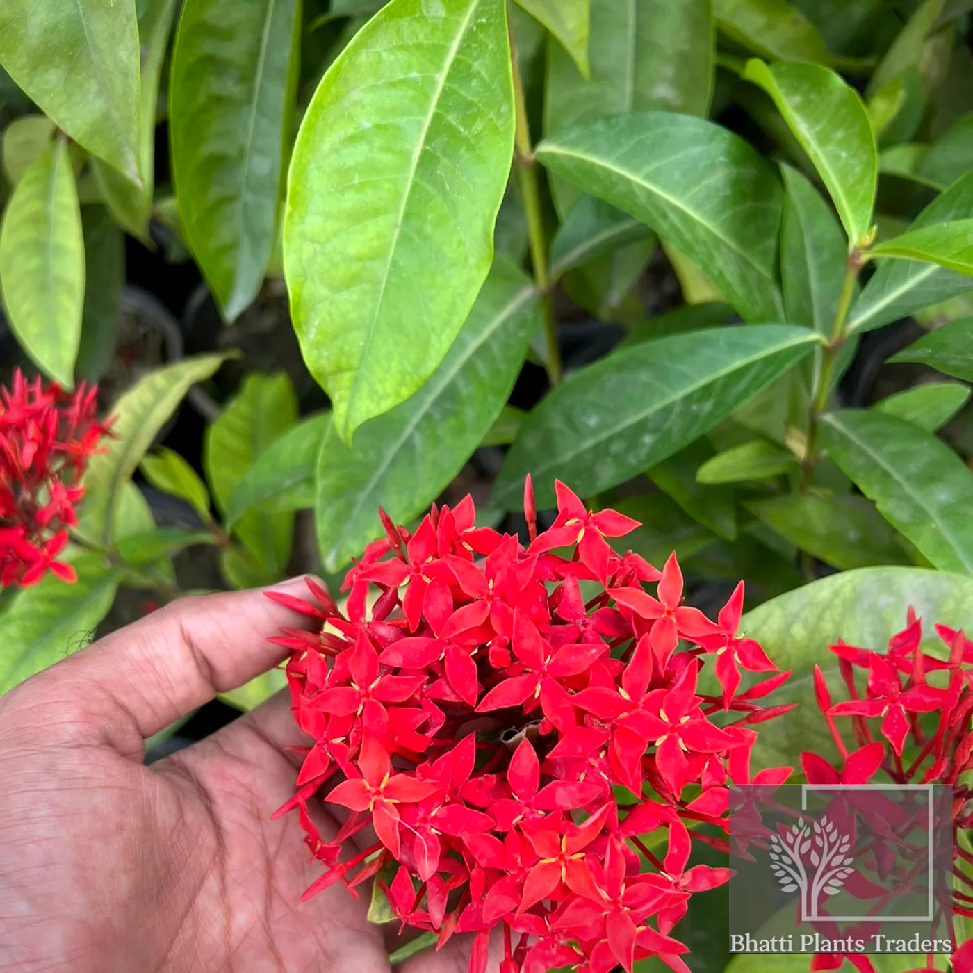 Dwarf Ixora