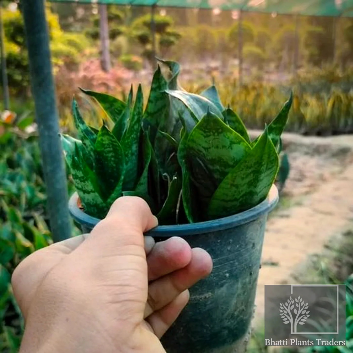 Dwarf Sansevieria (Hahnii)