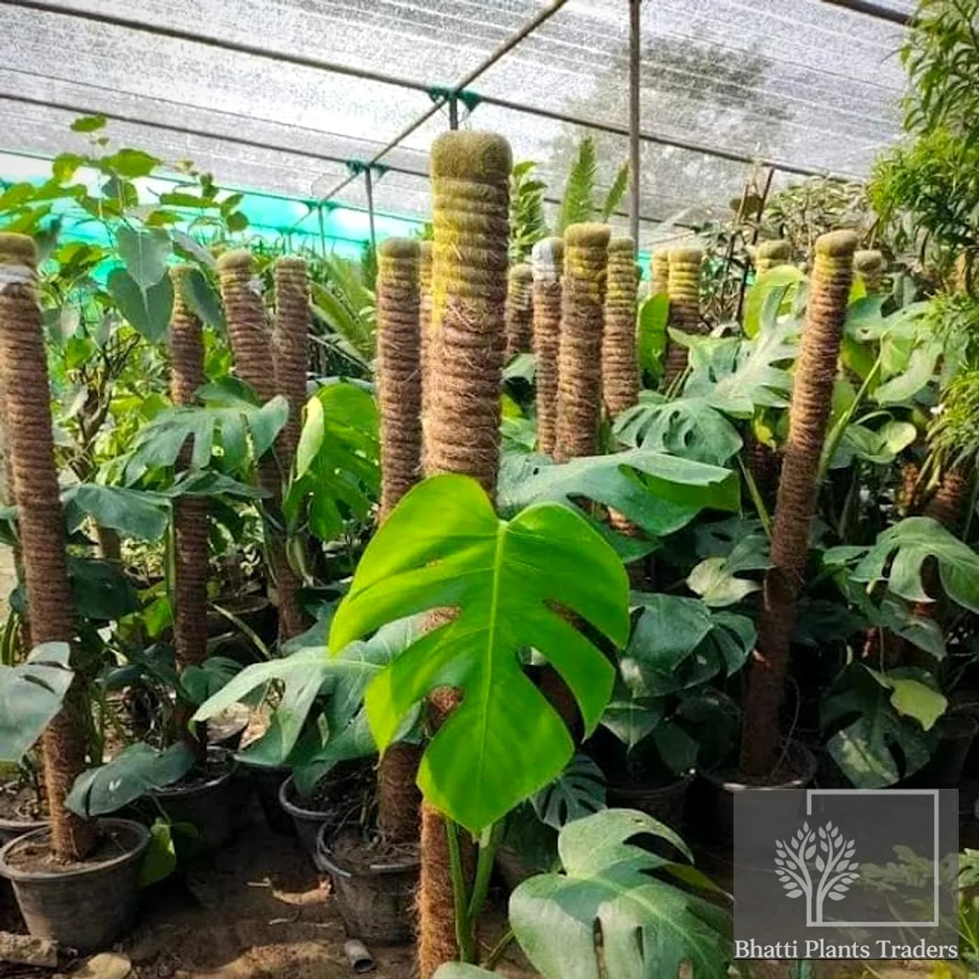Golden Money Plant