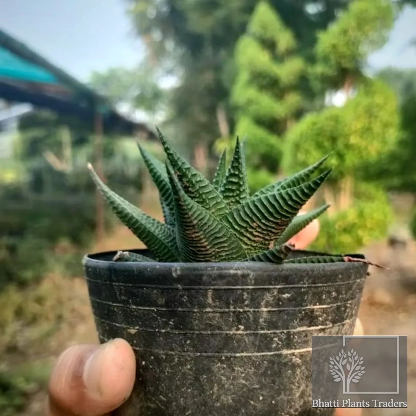Haworthia Limifolia