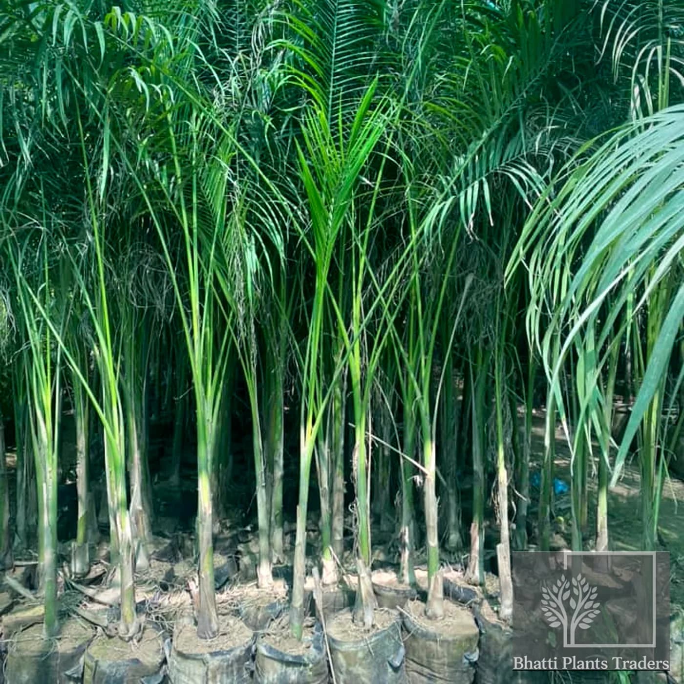 Royal Bottle Palm