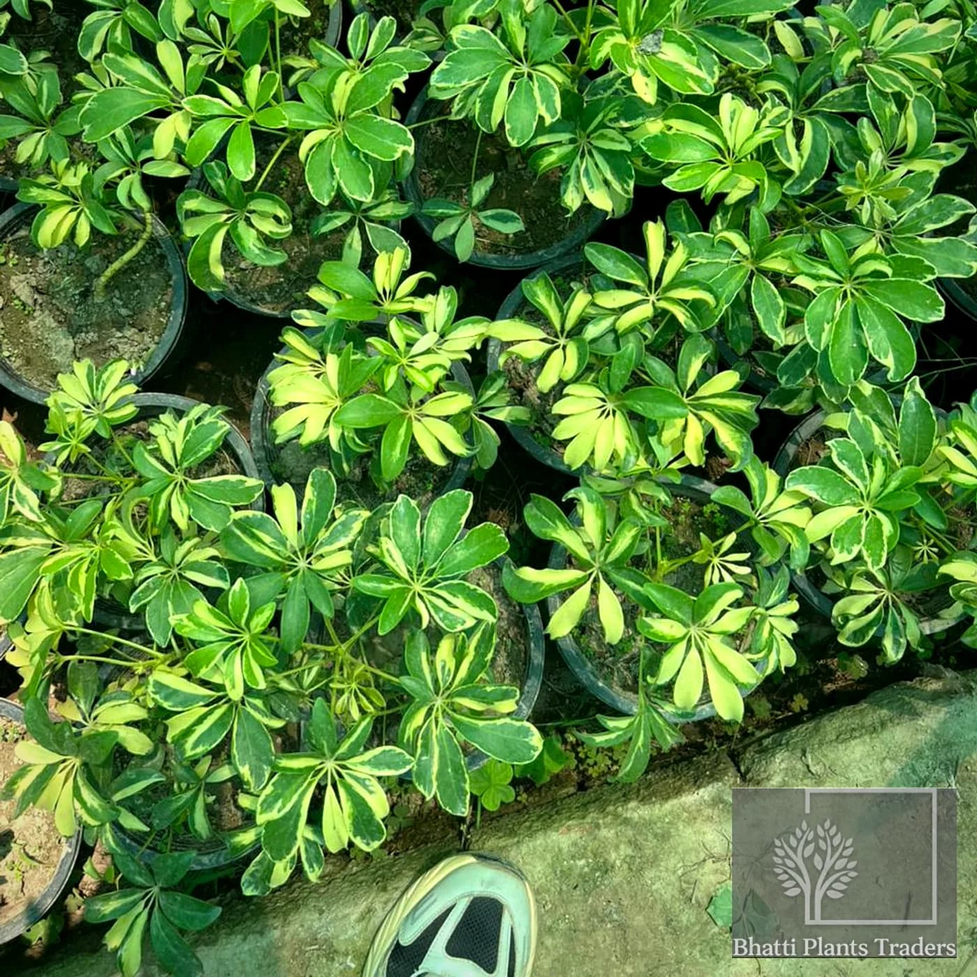 Schefflera (Umbrella Plant) — photograph 1 of 2