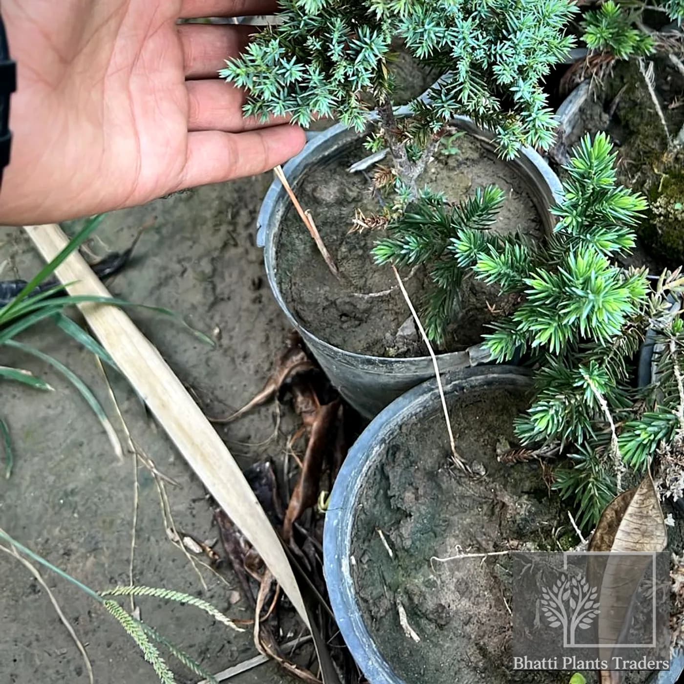 Silver Juniper — photograph 1 of 5