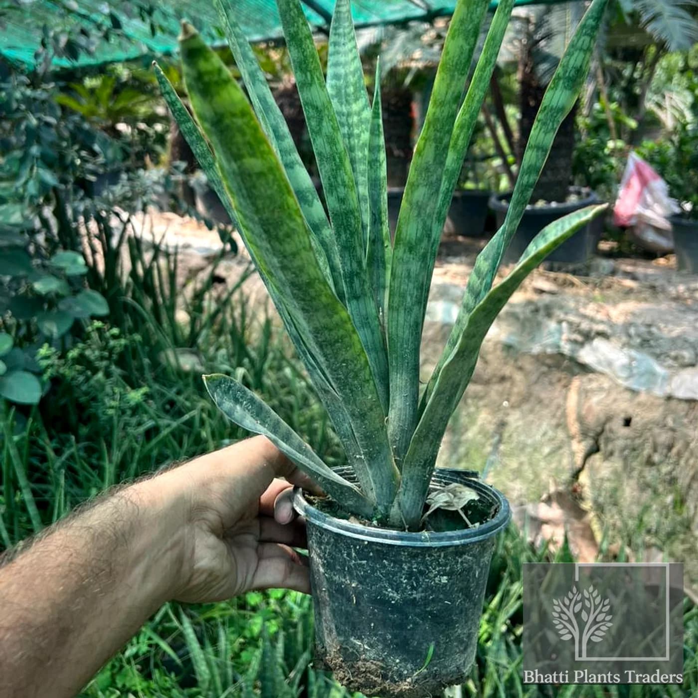 Snake Plant