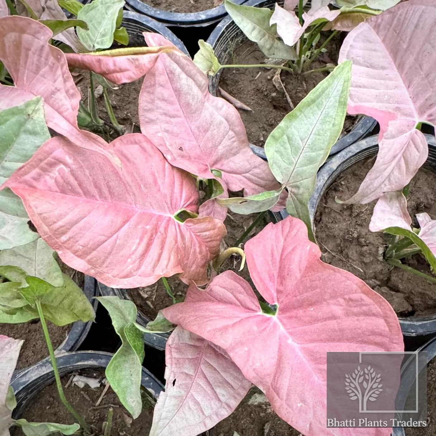Pink Syngonium