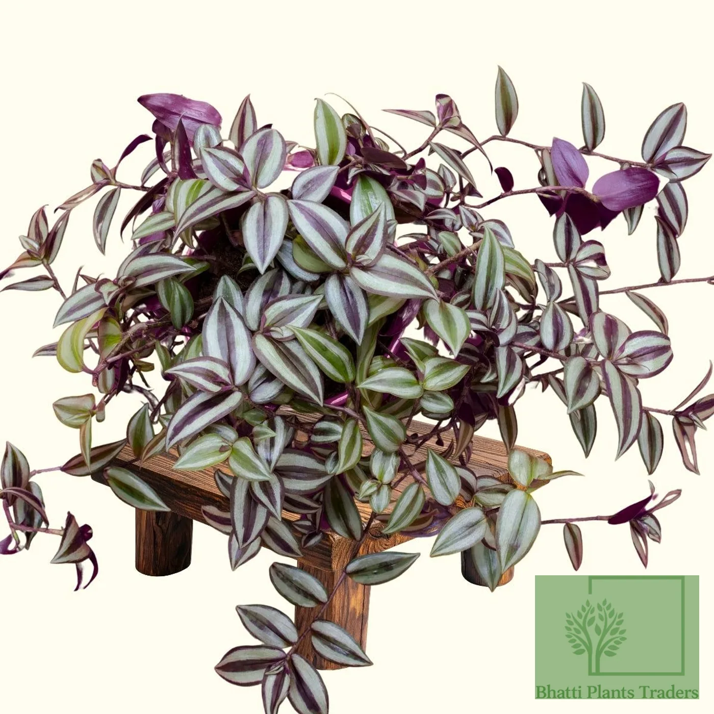 Wandering Dude (Tradescantia)