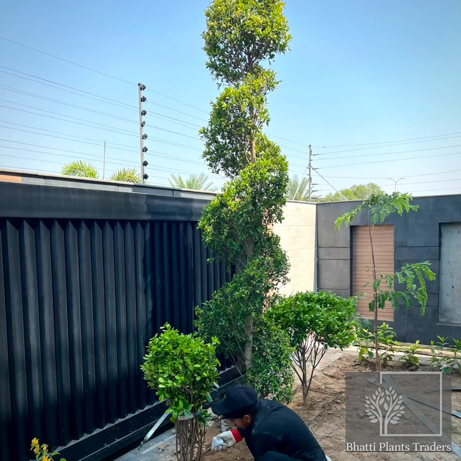 A member of the Bhatti Plants Traders team setting topiary and shrubs into a new bed