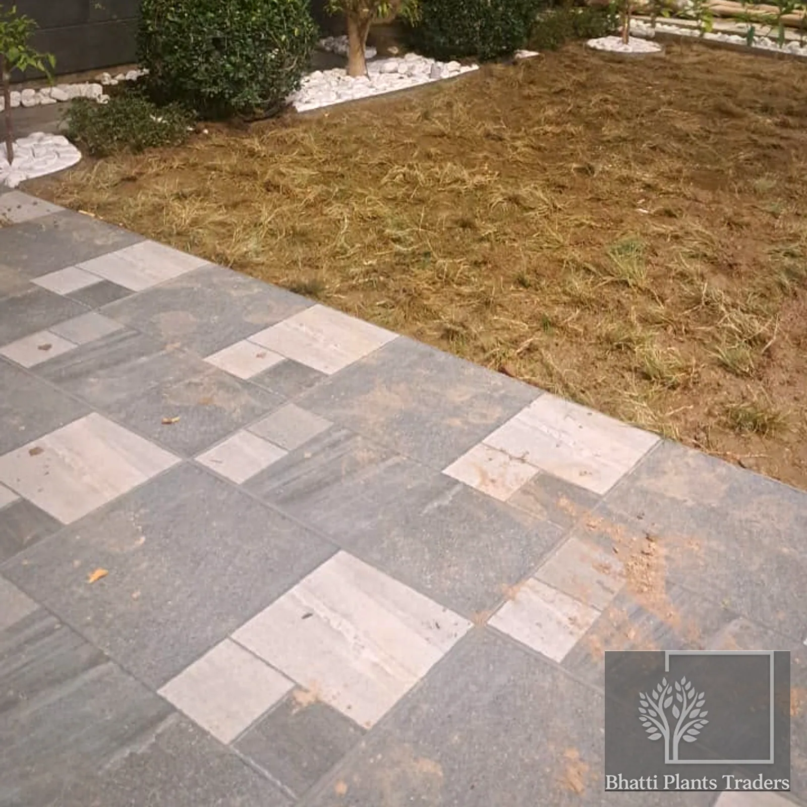 The finished courtyard with clipped balls, a specimen tree and new lawn