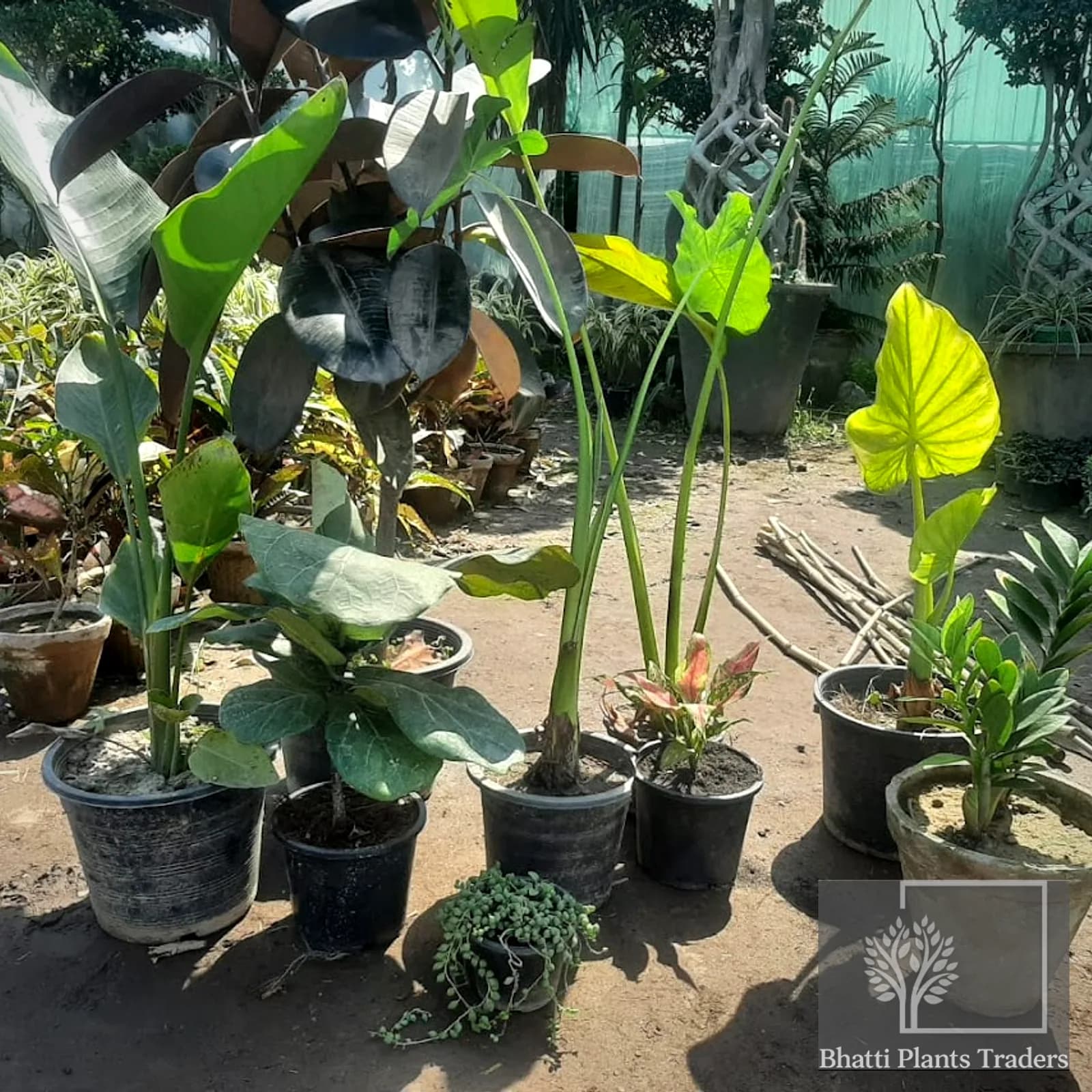A plant braced and packed for transport