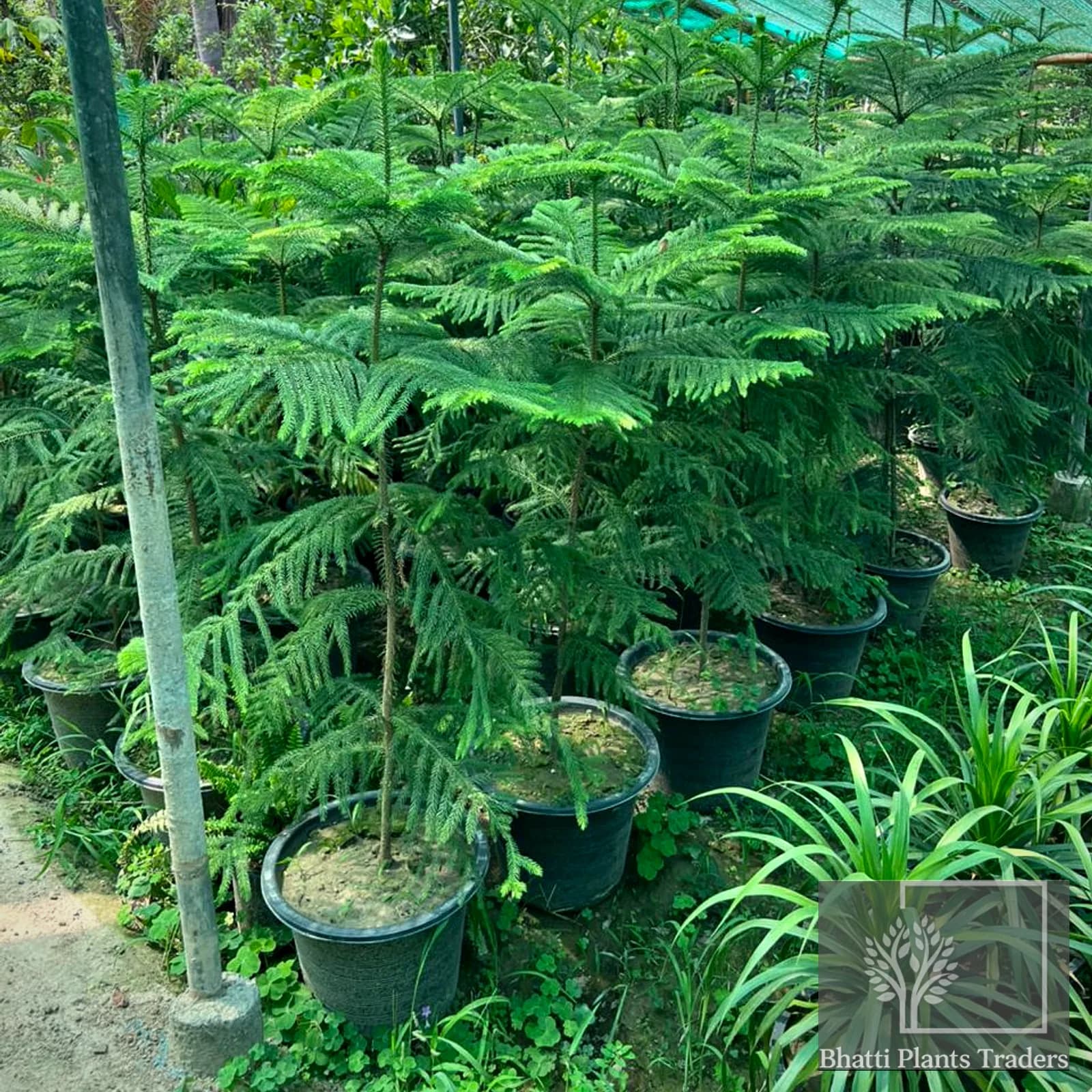 Rows of araucaria growing on in large pots under shade cloth at the nursery