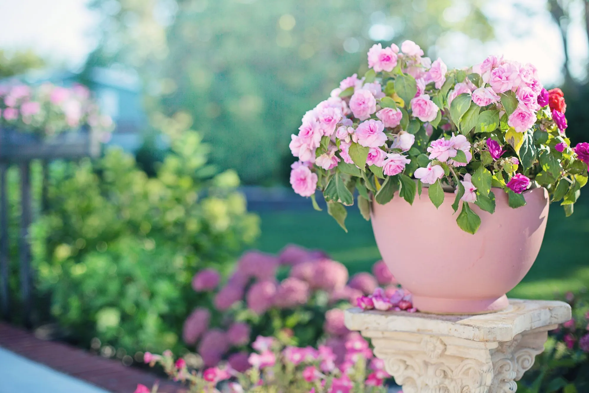 A planted terrace in flower