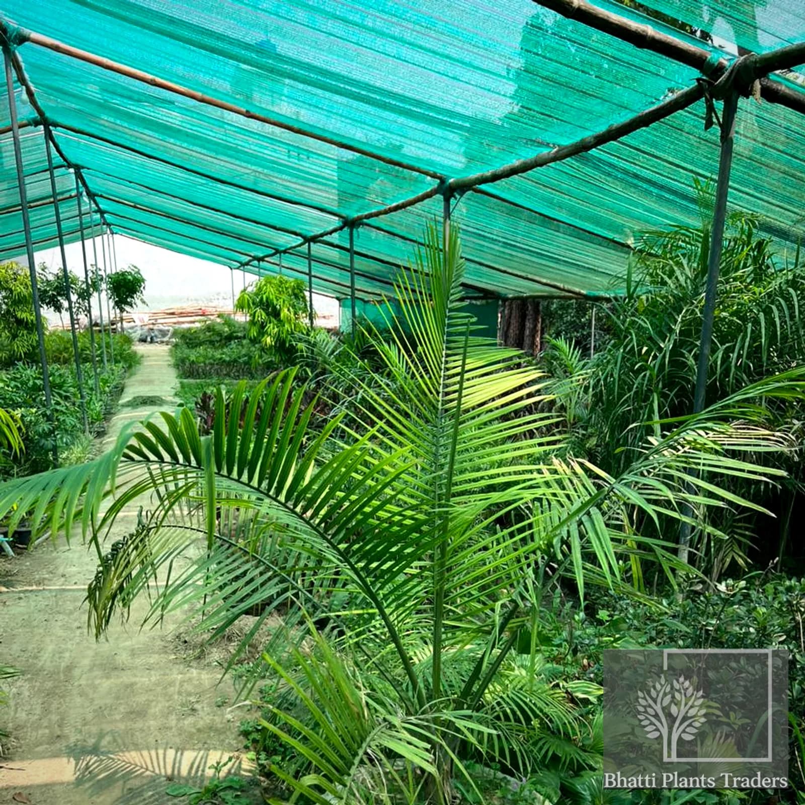 A shade-house walkway at the Bhatti Plants Traders nursery, palms and foliage growing on either side